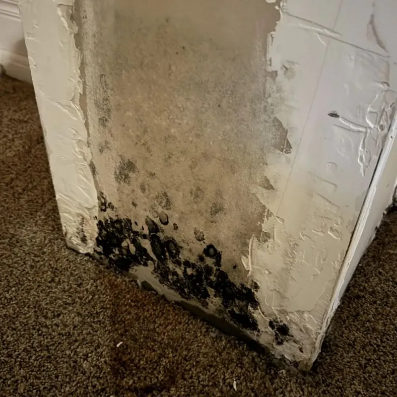 Professional Mold Removal in Midland, TX